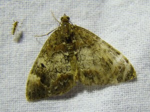 DSC09564 - Copie.JPG