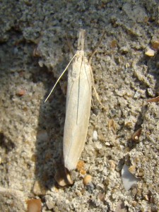 Crambus perlella.JPG