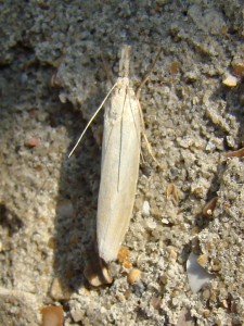 Crambus perlella.JPG