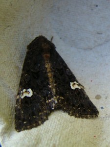 Melanchra persicariae.JPG