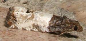 2254 Notocelia roborana 2008.07.30 (1p).JPG