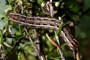 Agrochola haematidea 03-06-2013.jpg