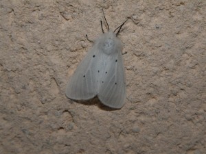 P5060081 (Large).JPG