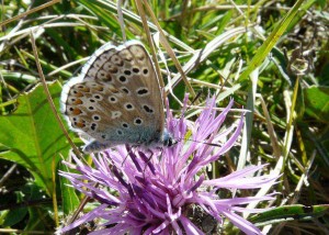 25 - Polyommatus bellargus(Vassieux) - PPC.jpg