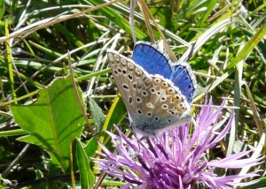 26 - Polyommatus bellargus(Vassieux).jpg