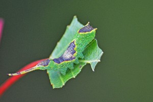 0127   Mailly-s-Seille (54) 02-09-2012 (photo Annick Gauthier) .JPG