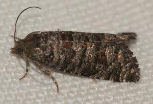 Retinia resinella ou Pseudococcyx mughiana ou Rhyacionia pinivorana à v. 2012.05.10 (1p).jpg