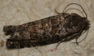 Retinia resinella ou Pseudococcyx mughiana ou Rhyacionia pinivorana à v. 2012.05.10 (2p).jpg