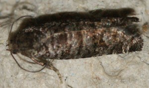 Retinia resinella ou Pseudococcyx mughiana ou Rhyacionia pinivorana à v. 2012.05.10 (3p).jpg