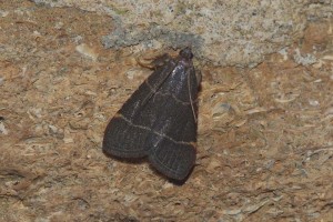 0139   B-Rouvroi 25-07-2012  045.jpg