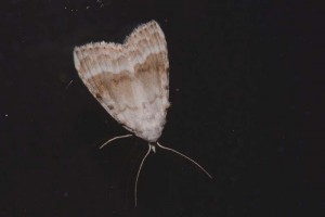 0141    B-Rouvroi   25-07-2012  .jpg