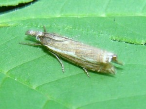 Crambus lathoniellus (2).JPG