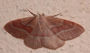 IMG_3459RED.JPG