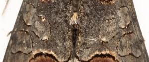 Copie de IMG_4322.jpg