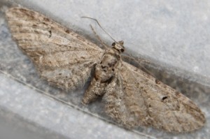 Eupithecia.JPG