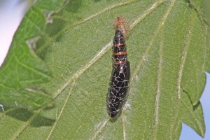 0143    Laneuville-s-Meuse (55)  17-06-2012  1.jpg