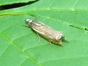 Crambus lathoniellus.JPG