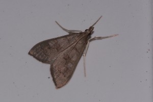 0147    Agde (34) 21-06-2012   .jpg