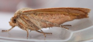 IMG_4257.JPG