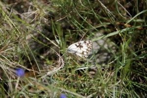 _DSC9520-1 - Echiquier de Russie - Melanargia russiae.jpg