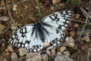 DSC01227 Echiquier de Russie - Melanargia russiae.jpg