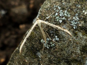 stenoptilia-a-confirmer-1-1.jpg