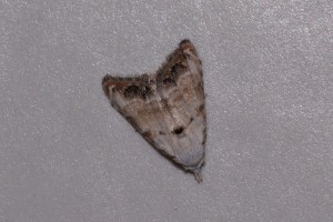 0151   Agde (34)   24-06-2012  .jpg