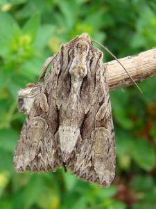 Apamea monoglypha.JPG