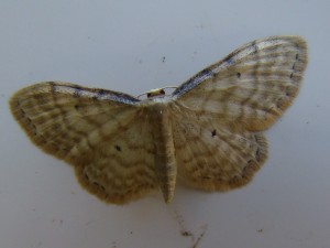 Idaea fuscovenosa.JPG