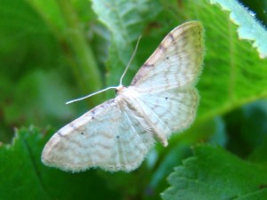 Idaea fuscovenosa (2).JPG