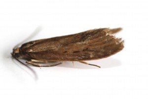 Copie de IMG_7344.jpg