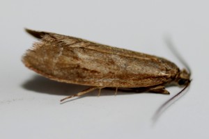 Copie de IMG_7338.jpg