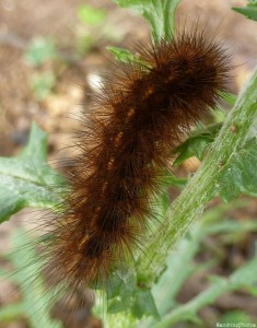 Chenille soies rousses sur séneçon, Bouresse, Poitou-Charentes, le 26 octobre 2013.jpg