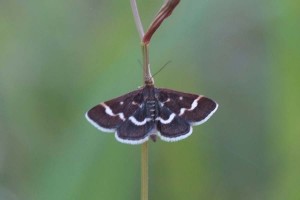 0160  -  F-55 Velosnes  pyrauta cingulata(LAA=15mm) 25-07-2012  014.jpg