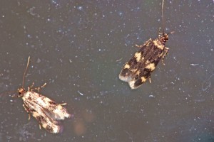 0161   -  F-55 Stenay 08-07-2012 ( m+f  LAA=6mm)  024.jpg