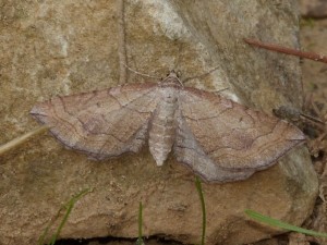 Phalène lapidée Coenocalpe lapidata Calvisson Gard.JPG