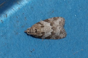 0162    Stenay (55)  02-05-2012  .jpg