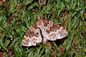 0163   Laneuville-s-Meuse (55)   02-06-2012  .jpg