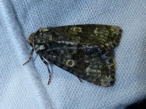 craniophora ligustri-1.jpg