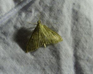 Pleuroptya ruralis.jpg