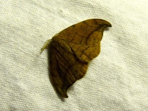 deprana curvatula-1.jpg
