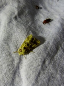 eremobia ochroleuca.jpg