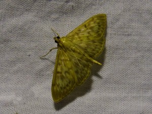 Ostrinia nubilalis.jpg
