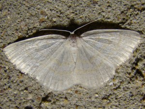 Cabera exanthemata.JPG