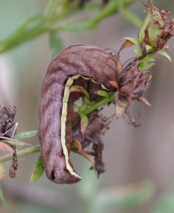 Actinotia hyperici Lefevre Jean-Marie Jussy 02 02102013.jpg