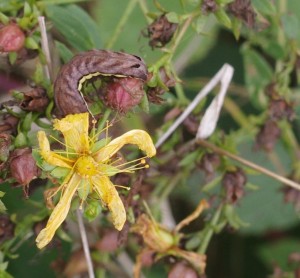 Actinotia hyperici Lefevre Jean-Marie sur Millepertuis Jussy 02 02102013.jpg