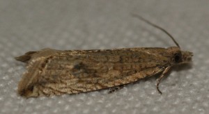 2471 Bactra lancealana 2012.05.10 (p).jpg