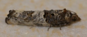 2298 Phaneta pauperana 2010.04.19 (p).jpg