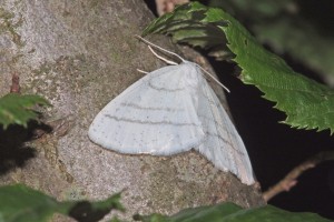 0173    Martincourt-s-Meuse (55)  16-07-2012  .jpg