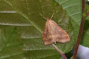 0174     Martincourt-s-Meuse 55)  16-07-2012  .jpg